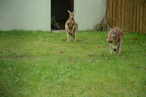 KANGURU