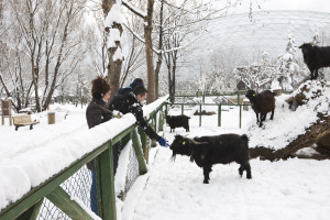KIŞ GÖRÜNTÜLERİ (7)