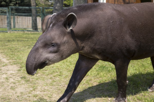 TAPIR NISAN 2015 (1)