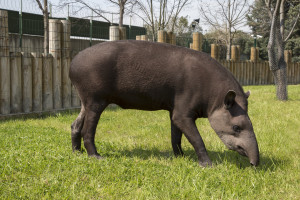 TAPIR NISAN 2015 (2)