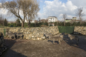 ZEBRA (3)