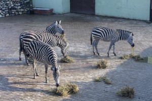 ZEBRA ARALIK 2014 (2)