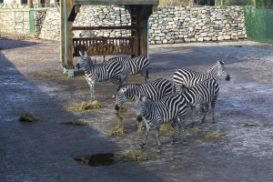 ZEBRA ARALIK 2014 (3)