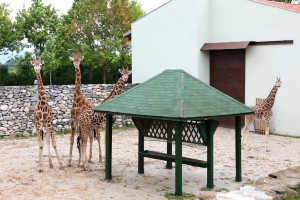 ZURAFA MAYIS 2012 (10)