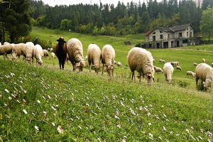 Necdet KOÇYİĞİT - Bahar ve doğa77983704