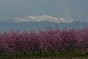 Uludağ ve Şeftali