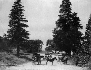 Cekirge YoluS&J1894