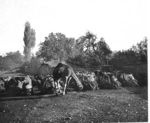 DEVELER ANM 1898