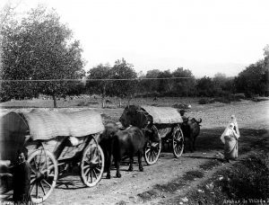KOYARABALKOYLUAFRERES1890
