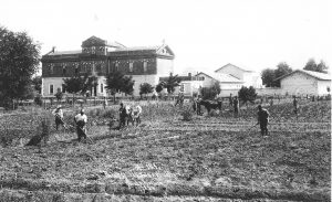 Tarim Mes Lis S&J 1894