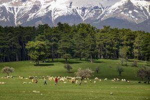 Yayla