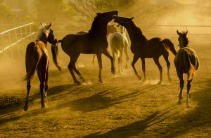 karacabey harası ve atlar