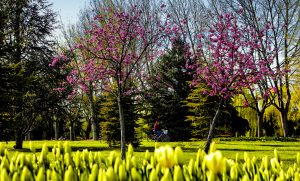 Soğanlı Botanik Park