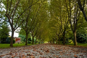 BOTANIK PARK (12)